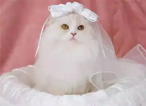 一个炫酷一个软萌霸道总裁猫搭配软萌可爱猫,这反差萌也是很迷人啦表情
