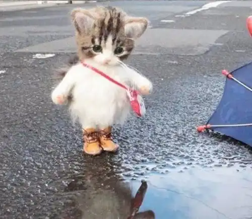 看到这么可爱的小猫咪,就想直接抱回家
