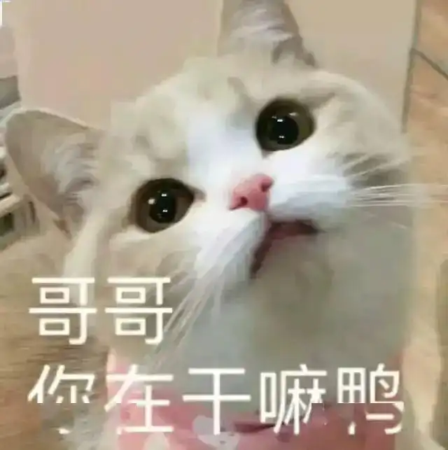 表情包为什么要凶我
