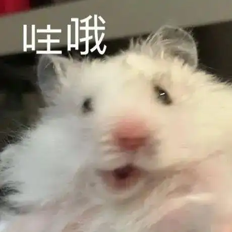 最近迷上仓鼠表情包
