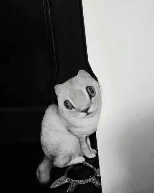 可爱到炸裂的猫咪,她镜头里这些魔性十足的表情包
