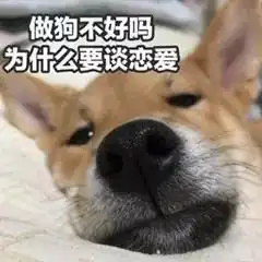 柴犬丨汪界表情包的鼻祖