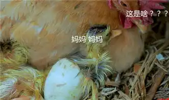 李子柒又一波神操作,母鸡孵小鸭,鸡妈妈的表情太抢镜

