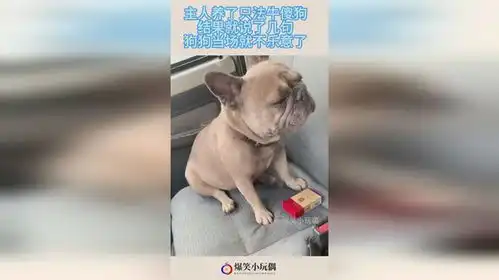 主人养了只法牛傻狗,结果就说了几句,狗狗当场就不乐意了
