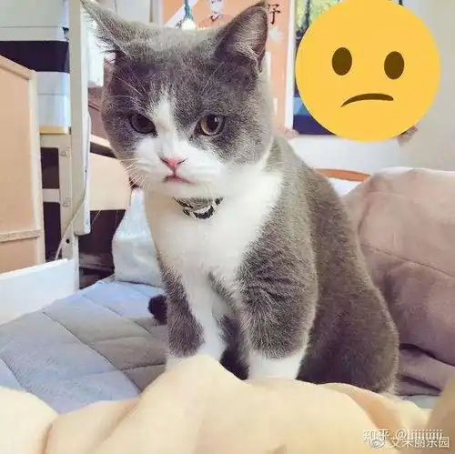 猫咪会知道自己被绝育了那
