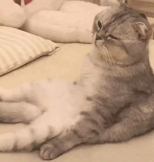 给猫咪绝育要演戏,不演戏猫咪会记恨铲屎官猫虚伪的人类
