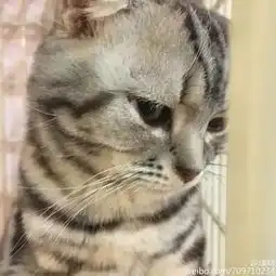猫咪被关在笼子里满脸委屈,了解原因后,爆笑了哈哈哈....
