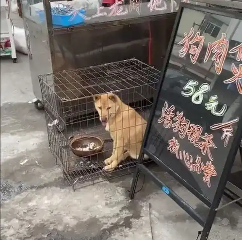 经过狗肉店,门口笼子关着一只土狗,表情很害怕
