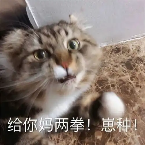 沙雕猫猫表情包