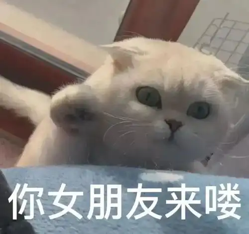 英子宠物亿丢丢实用猫咪表情包
