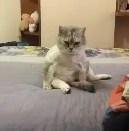 猫做完绝育后在睡觉,主人中途不放心,悄悄打开门后看到了这幕
