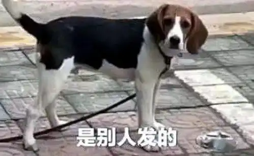 饭碗被压扁,狗狗模样惹人怜,几十万网友在线要求狗主赶紧赔碗
