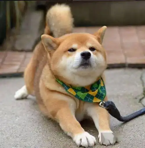 主人养了两天发现不是柴犬,一气之下扔在马路
