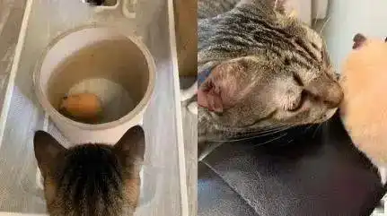 仓鼠被3只猫包围,惊悚的表情笑翻网友,仓鼠你们要干啥
