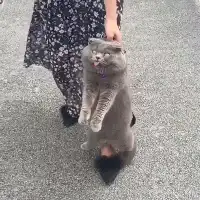 主人揪着蓝猫后颈回家猫猫要死要死本喵王要断气啦表情笑喷网友
