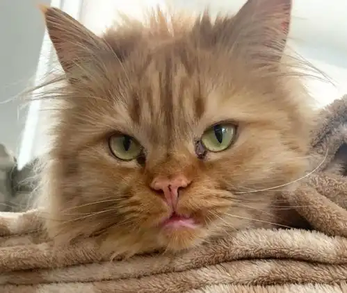 老猫去世让橘猫很伤心,却又见主人另寻新欢,表情逐渐严肃了

