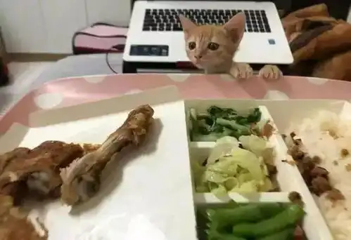 确认过眼神,这就是减脂时的我,没错了...
