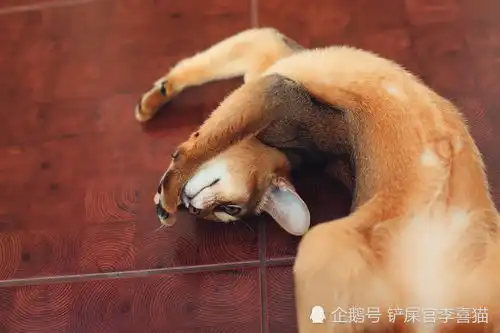 表情这种猫咪可能被哈士奇给附体了,举手投足间都像成了精的表情包腾讯网表情
