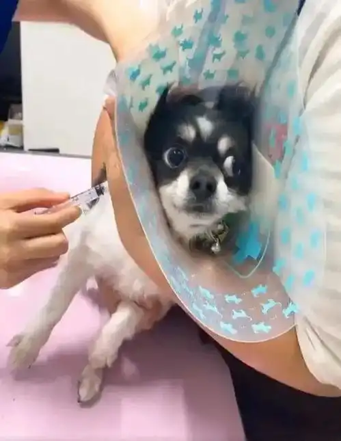 针都还没有戳下去,这狗的反应也未免太浮夸
