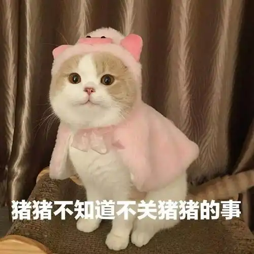 猫咪表情包接下来你是不是要凶我了
