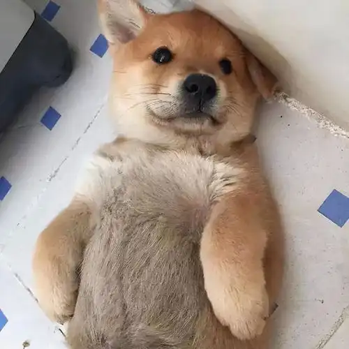 被主人捧在手心长大的柴犬,才会有这些表现
