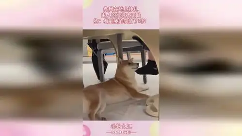 柴犬在地上挣扎,主人的行径太无耻,狗看到我的表情了吗
