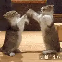 所以这个猫猫拳明丫是跟顾二学的吗哈哈哈哈哈
