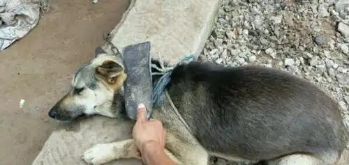 狗狗不吃主人的烤鱼,主人拿刀恐吓它,狗狗顿时被吓懵了
