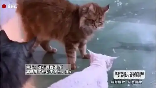 劝架是要有实力的,猫猫的表情一看就有实力
