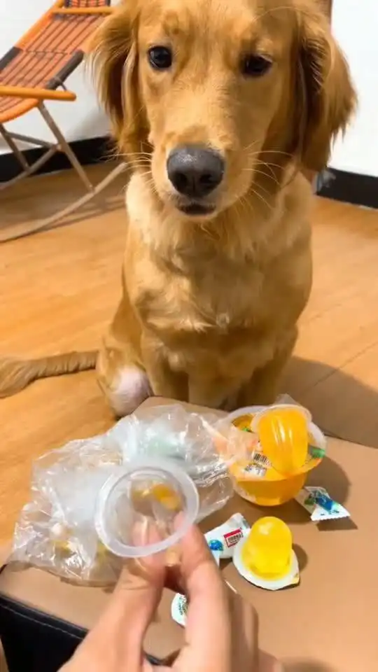 狗子第一次吃到果冻,表情可爱极了
