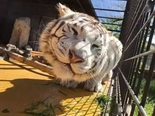 你这么凶看着我干嘛有种单挑啊
