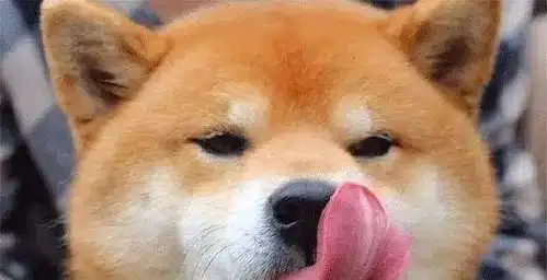 原来狗狗舔主人的手,是在告诉你这几件事,看完恍然大悟
