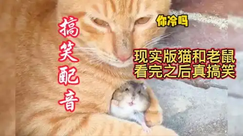 搞笑配音现实版猫和老鼠太逗了,看完真搞笑
